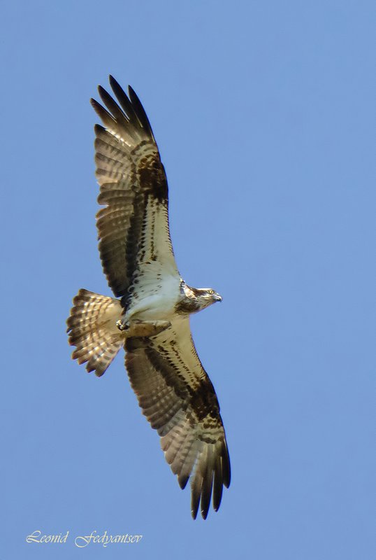 Рыболов скопа. Скопа в полете. Скопец птица. Древние хищные птицы. Скопа птица.