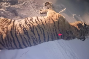 В Приморье поймали тигра-убийцу, который нападал на животных и домашний скот