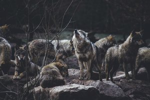 В Карелии волки стали чаще скрещиваться с собаками