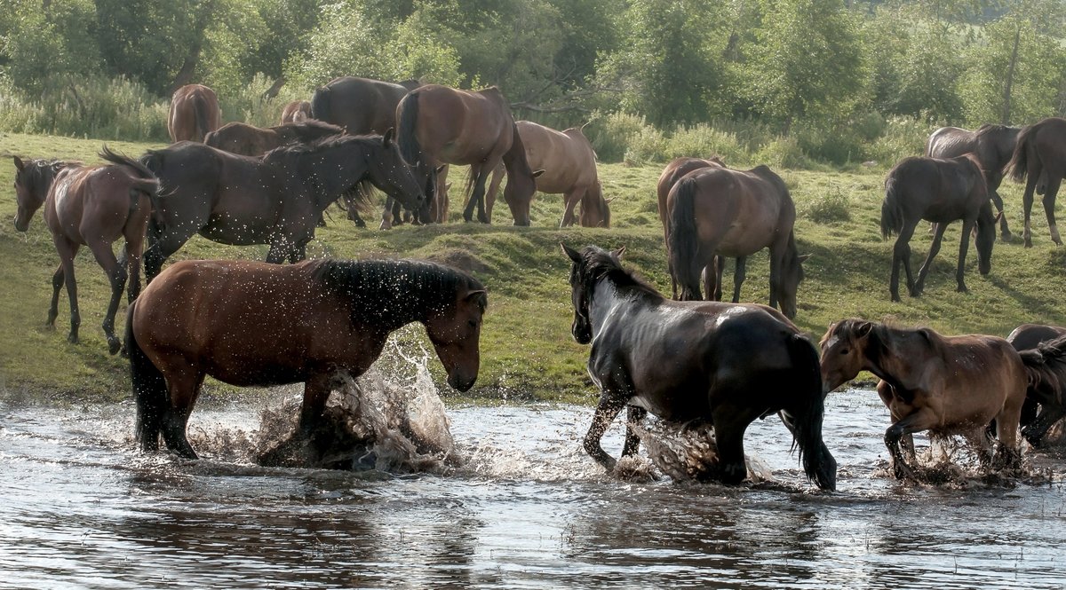 Купание коней — Фото №1449716