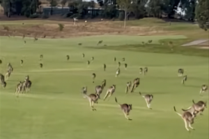В Австралии стая кенгуру захватила гольф-клуб