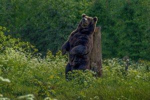 Весенние танцы медведей попали на видео в Приморье