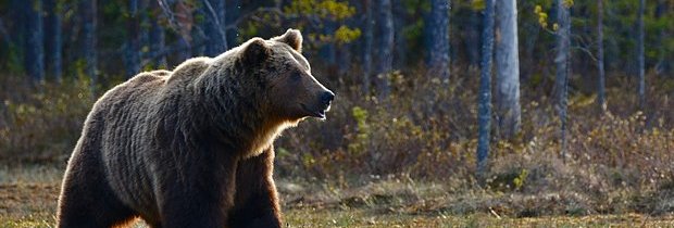 В Словакии медведь догнал и растерзал белорусскую туристку