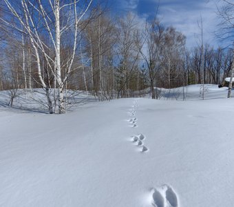 Следы на снегу