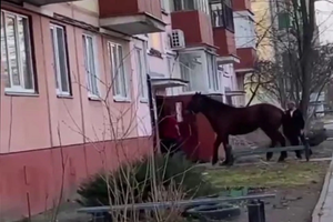 Белорус прискакал в квартиру на лошади. Его выгнали из дома