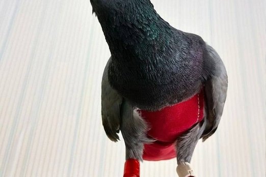 В Омске пропал домашний голубь в красных штанишках