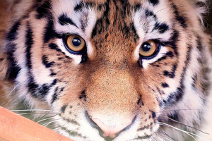 Россияне выбрали имя для спасенного тигра из Московского зоопарка