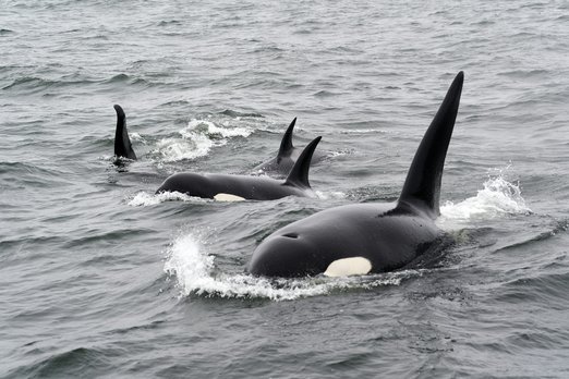 В США косатки загоняют детенышей китов в каньон, чтобы убить