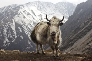 В Непале як напал на туристку, которая поднималась на Эверест