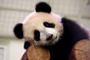 Когда панда Катюша уедет в Китай из Московского зоопарка?