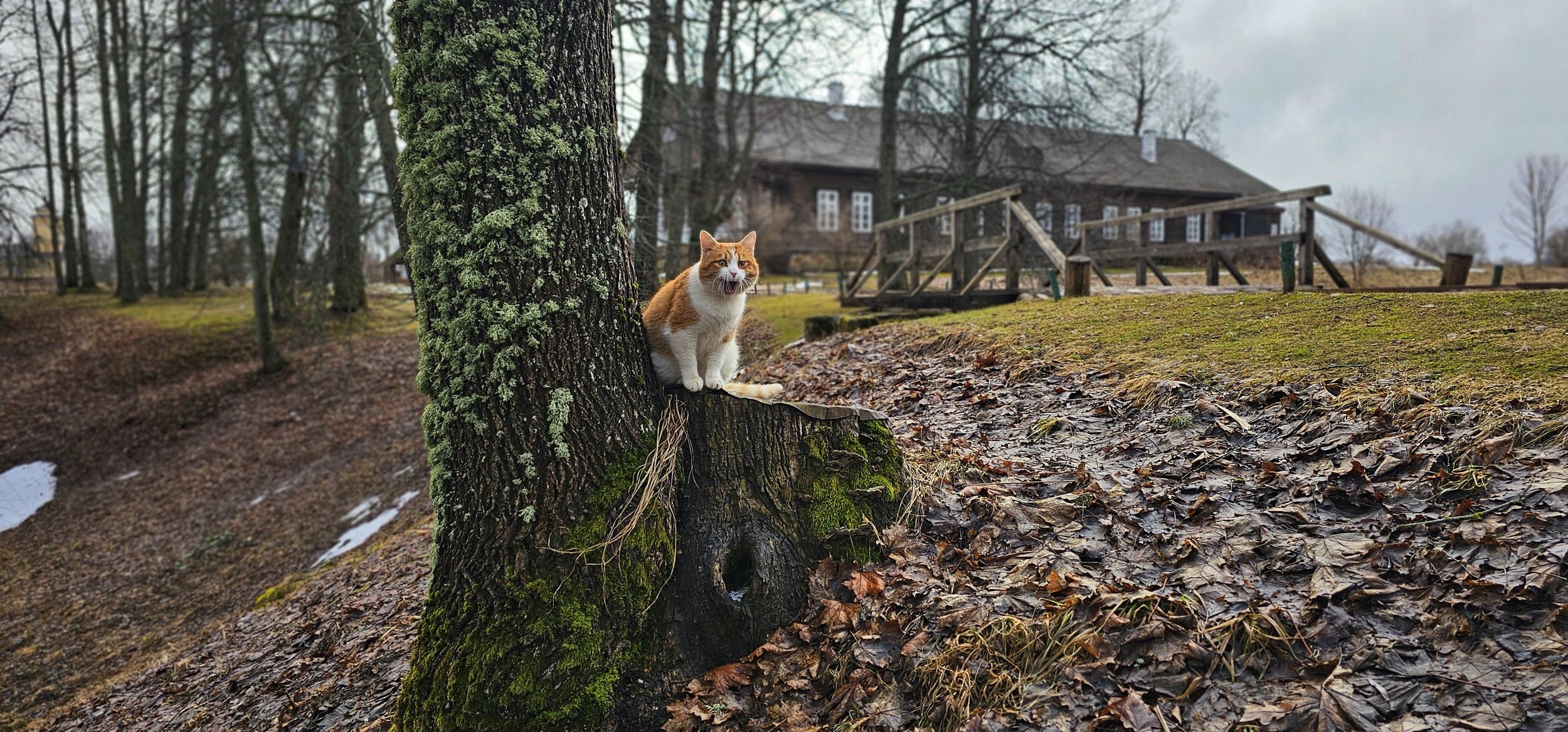 Рыжик в Тригорском. День кота