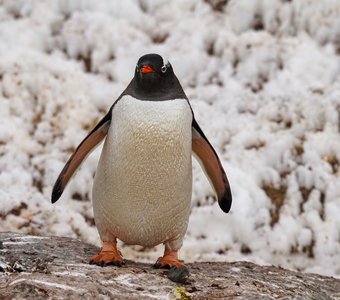 Пингвины Антарктиды