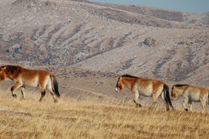 Из Европы в Казахстан отправят два самолёта с лошадьми Пржевальского