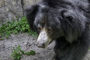 Четыре медведя напали на женщину и переломали ей руки