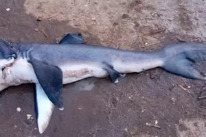 Загадочную большеротую акулу впервые поймали у Занзибара и продали на рынке за 17 долларов