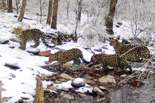 Семья дальневосточных леопардов из Приморья переселилась в Китай