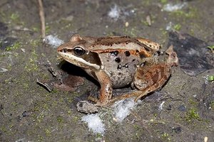 Тайна замороженных лягушек: как они переживают лютые зимы