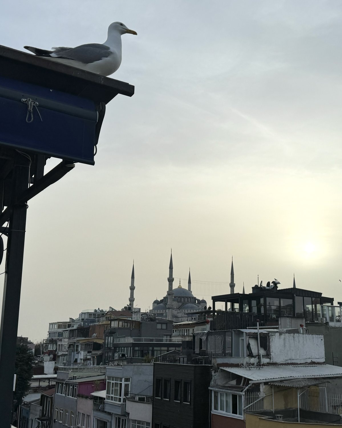 Чайка на страже Стамбула