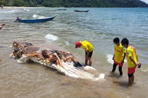 На побережье Малайзии выбросило неизвестное существо
