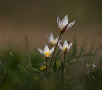 Двуцветковый тюльпан