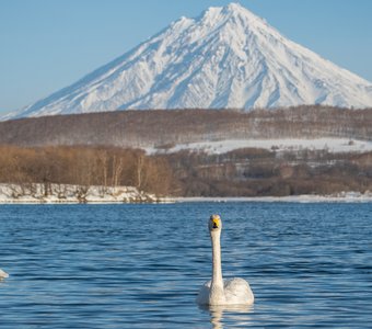 Камчатская весна