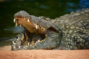 В Замбии толпа растерзала «колдуна» из-за нападения крокодила