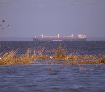 Чайки гнездятся на Финском заливе