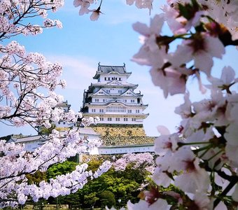 Цветение сакуры у замка Химедзи