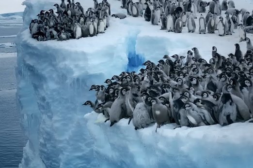 Пингвинята впервые ныряют в океан с ледяной скалы: уникальное видео