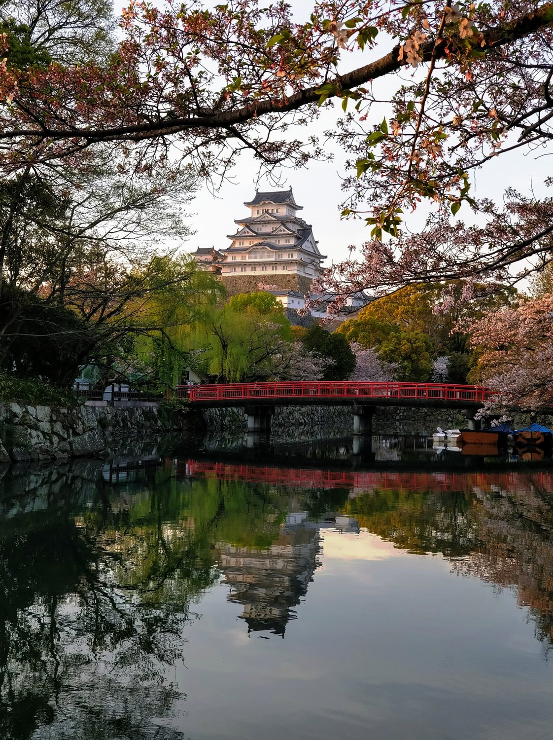 Замок Белой цапли во время цветения сакуры