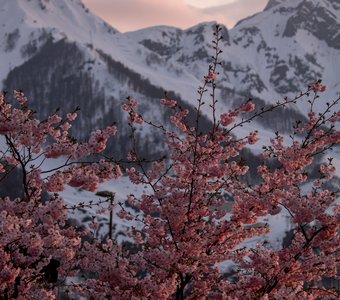 Цветение сакуры в горах