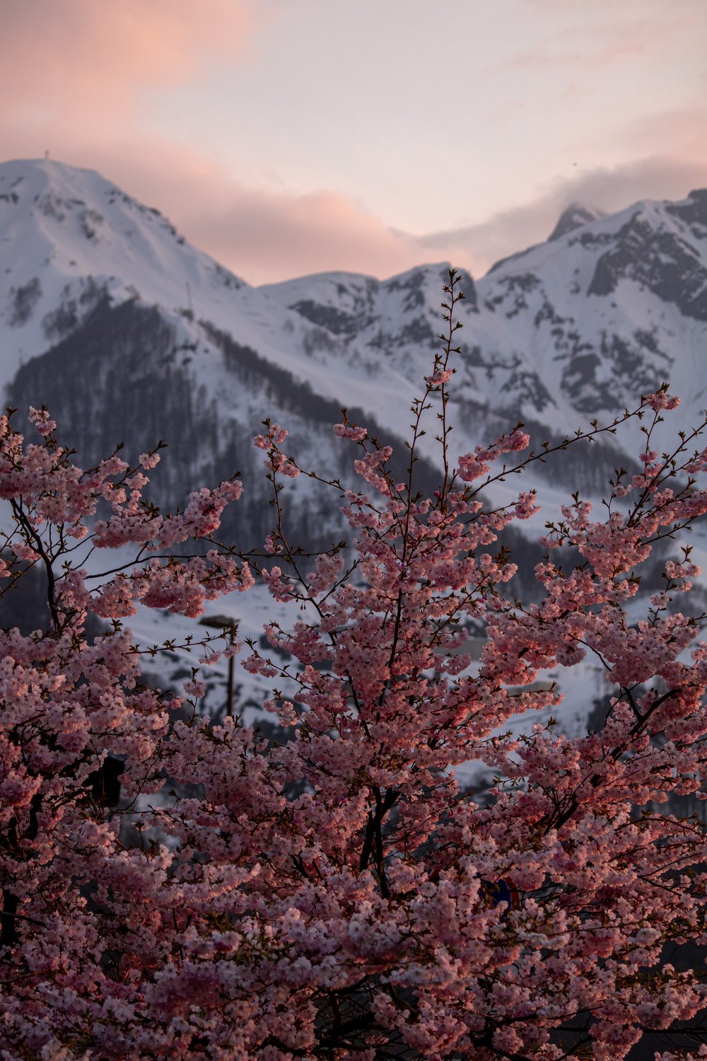 Цветение сакуры в горах