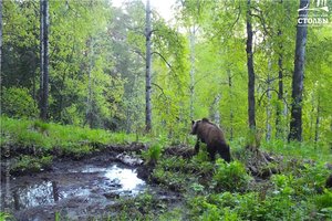 Буферную зону «Красноярских столбов» закрыли для туристов из-за медведей