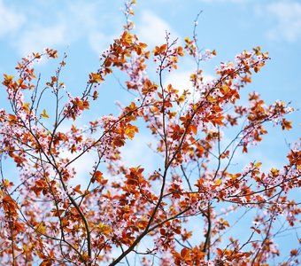 Весеннее цветение алычи