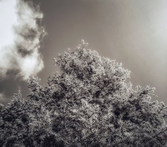 Черно-белое весеннее дерево