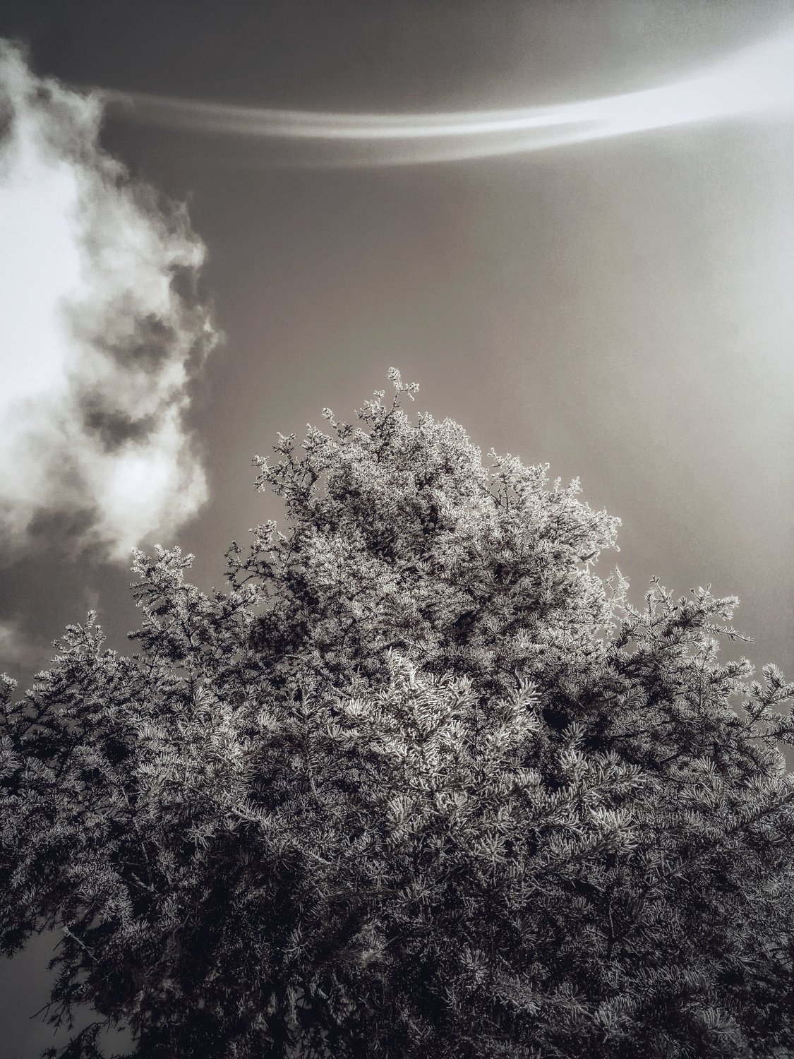 Черно-белое весеннее дерево