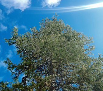 Вид снизу на зеленую вершину ели на фоне голубого неба