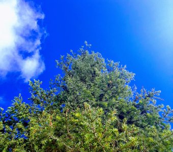 Зеленая ель на фоне голубого неба