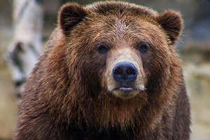 В Словакии убили медведя – до этого он напал на пятерых человек