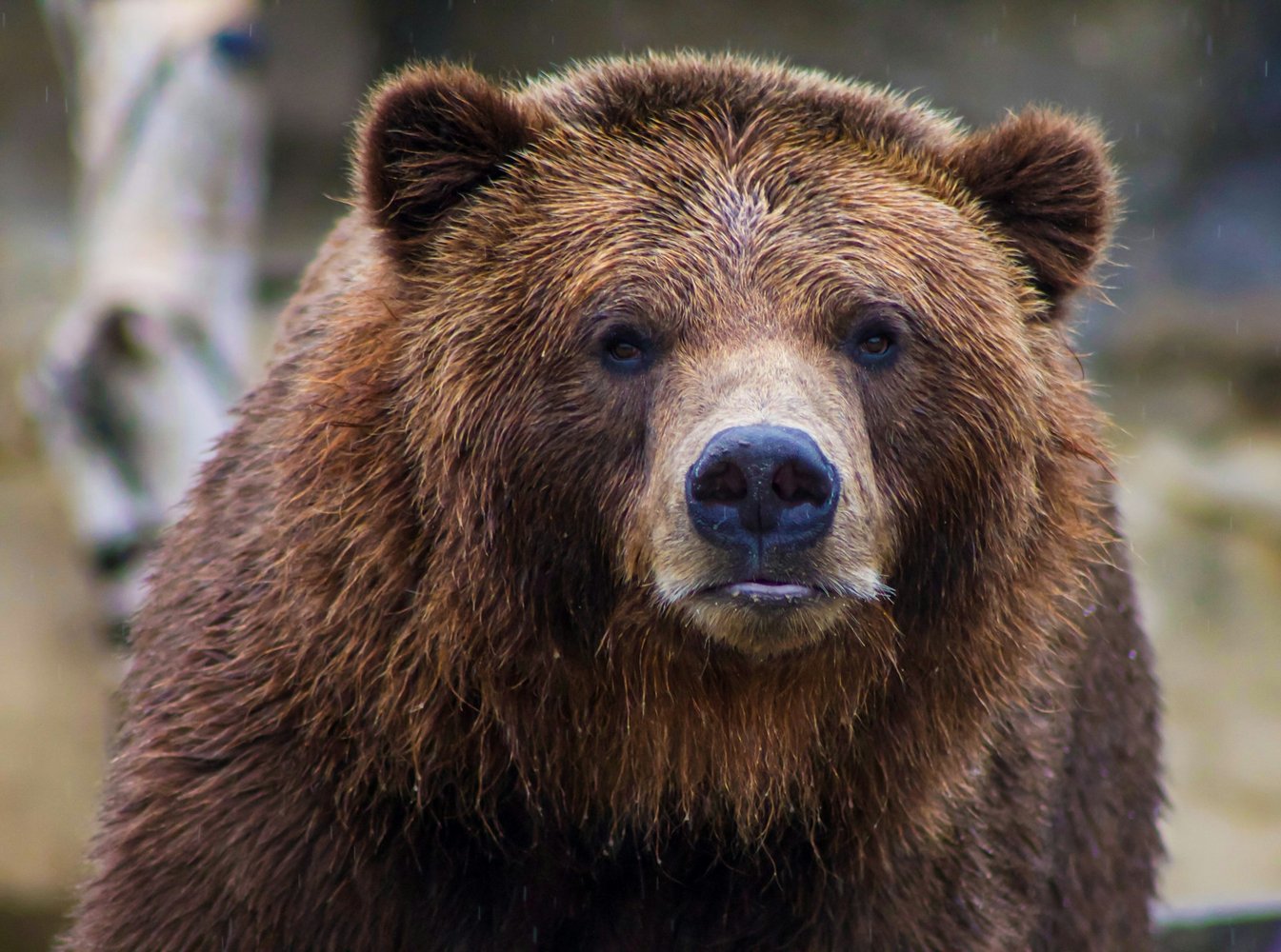 Царь медведей: загадочный 4-метровый медведь «дедушка», миф или реальность