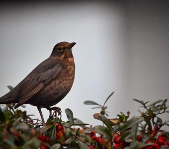 Самка черного дрозда