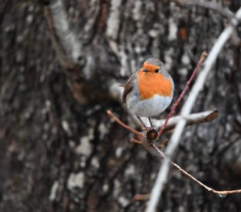 Прототип энгрибёрда