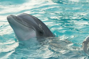 В США нашли застреленного дельфина – с пулями в голове и сердце