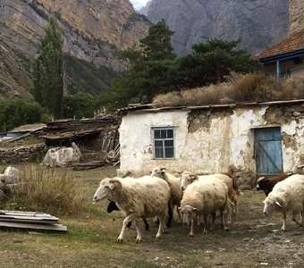 Приэльбрусье, горные бараны отправляются на выпас