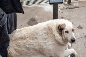 Бездомный 100-килограммовый пес похудел вдвое и ищет хозяев