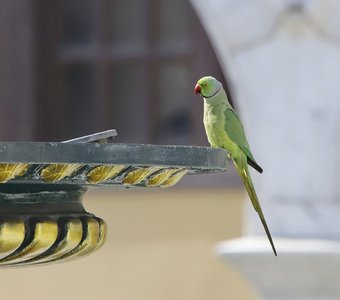Из жизни бакинских попугаев