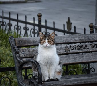 Мест не занимать! Роскошный котик на лавочке с надписью Istanbul