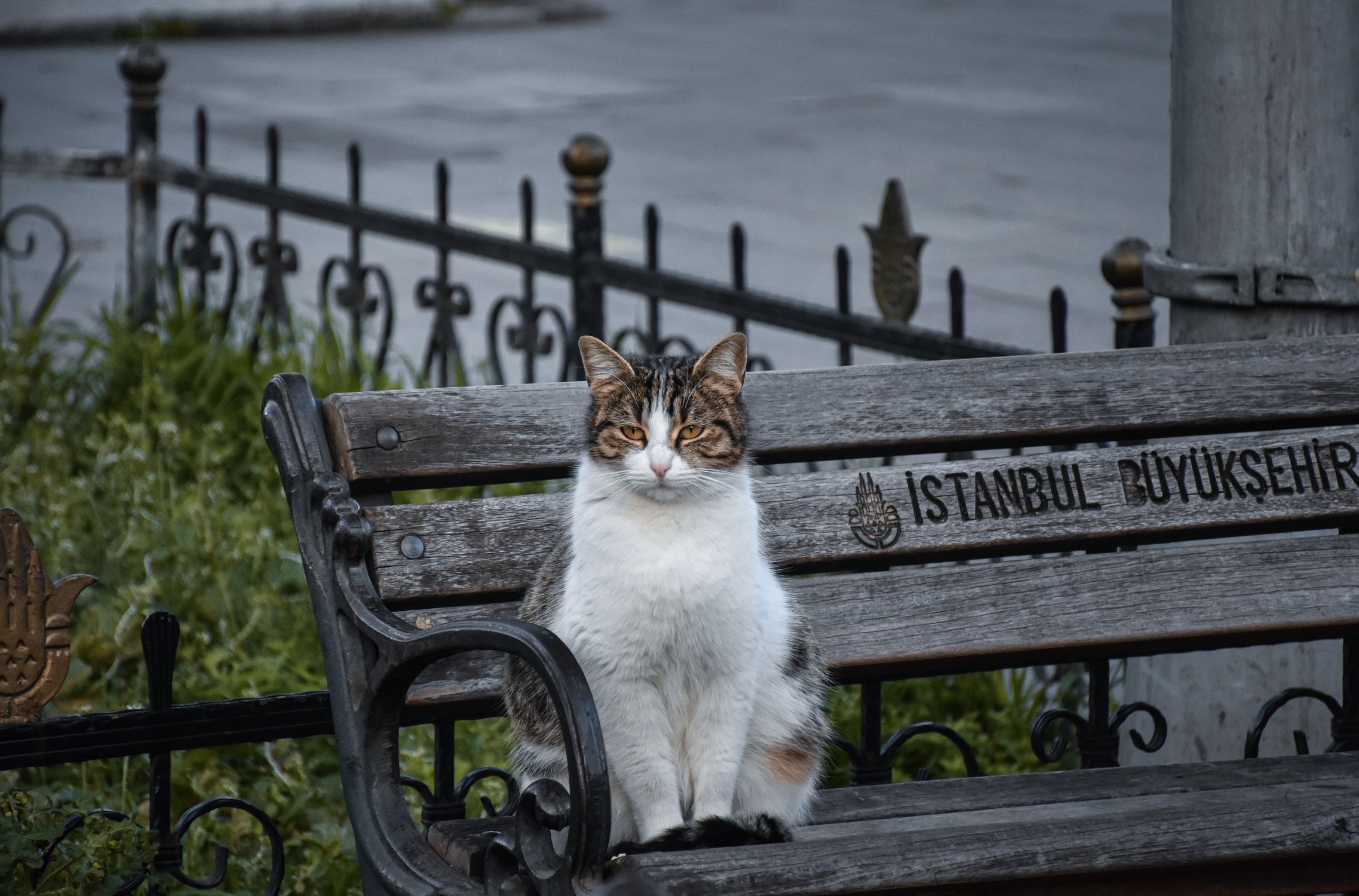 Мест не занимать! Роскошный котик на лавочке с надписью Istanbul