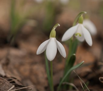 Подснежник белоснежный в саду (Galanthus nivalis)