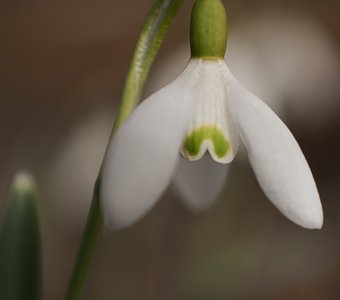 Подснежник белоснежный  в саду (Galanthus nivalis)
